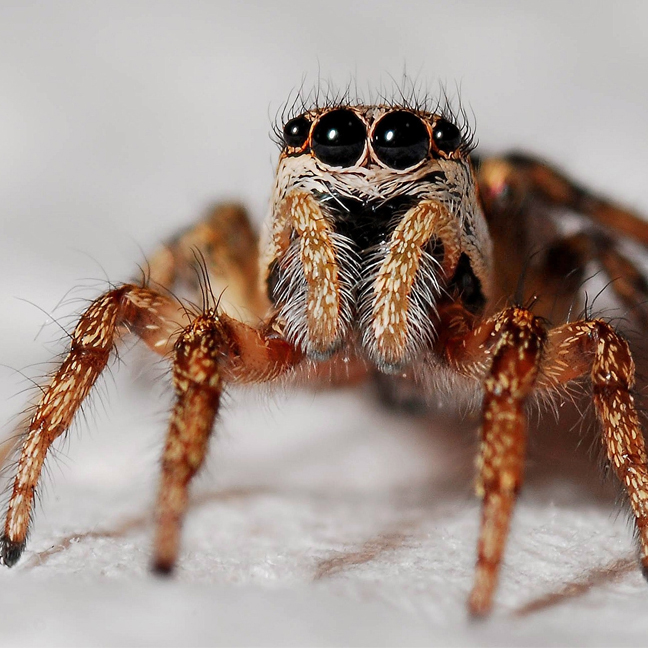 Spider selected as Chase Burks’s profile image